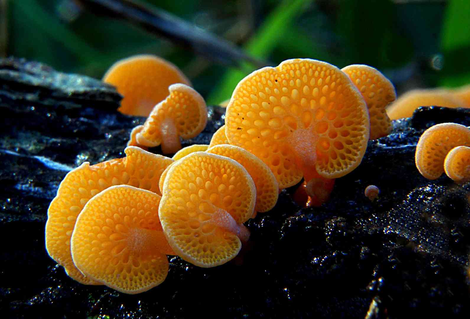 Orange pore fungus