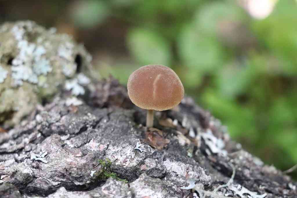 Velvet twiglet (Simocybe sumptuosa) thumbnail 3
