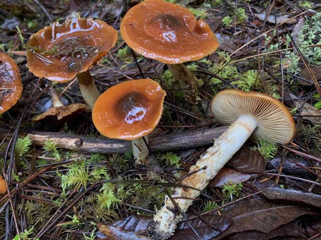 Orange webcap (Cortinarius mucosus) thumbnail 1