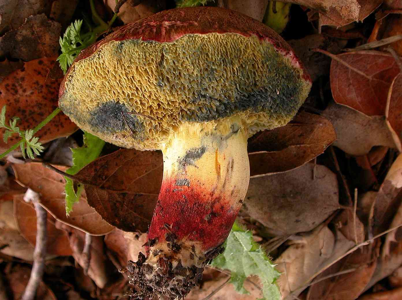 Oak-loving bolete