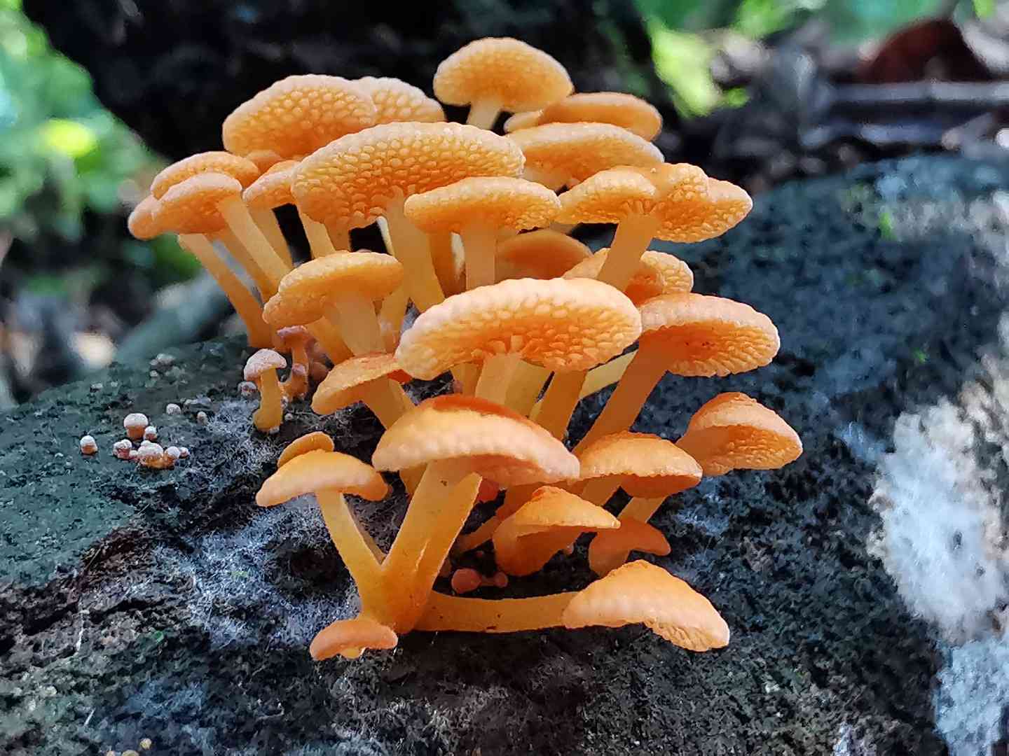 Favolaschia thwaitesii (Favolaschia thwaitesii) thumbnail 1