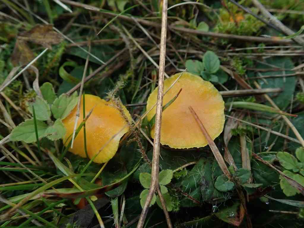 Butter waxcap (Hygrocybe ceracea) thumbnail 2