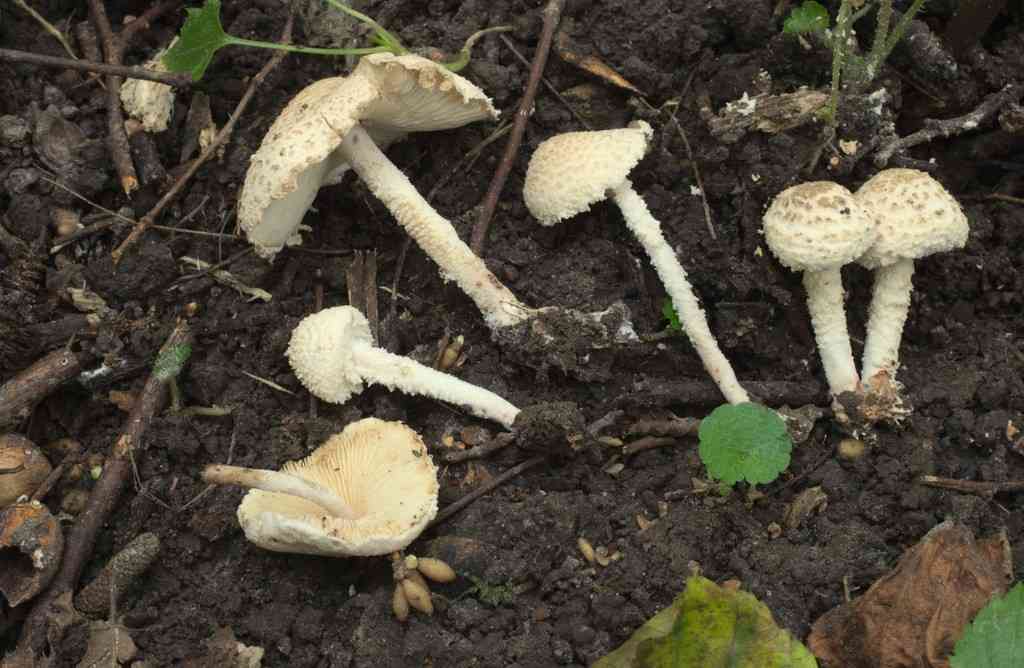 Cystolepiota adulterina (Cystolepiota adulterina) thumbnail 3