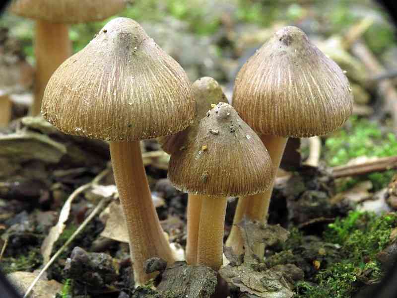 Star fibrecap (Inocybe asterospora) thumbnail 2