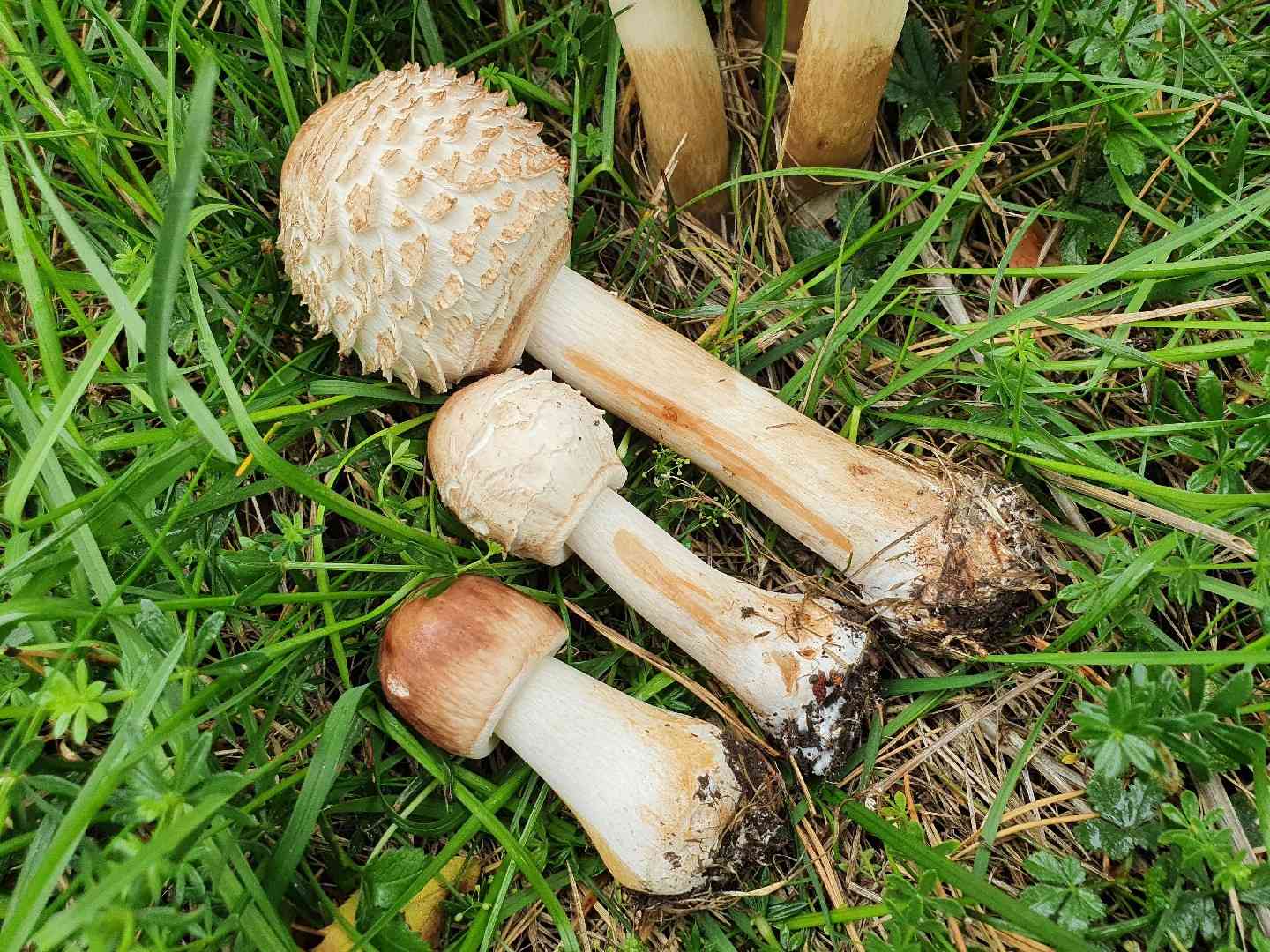 Shaggy parasol (Chlorophyllum rhacodes) thumbnail 3