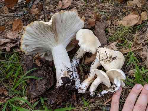 Large white Leucopaxallus (Leucopaxillus albissimus) thumbnail 3