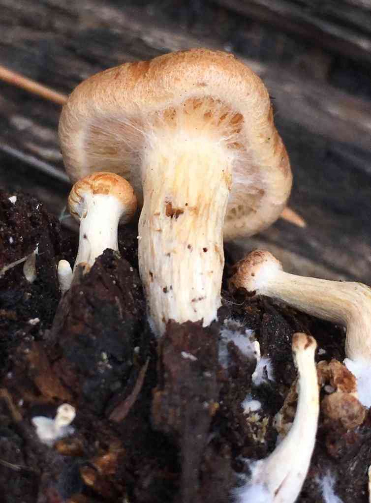 Scaly rustgill (Gymnopilus sapineus) thumbnail 3