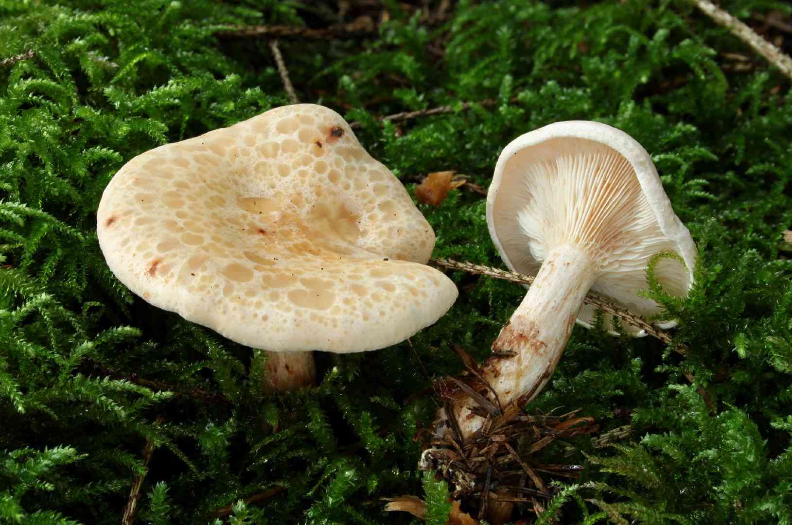 Paralepista gilva (Paralepista gilva) thumbnail 2
