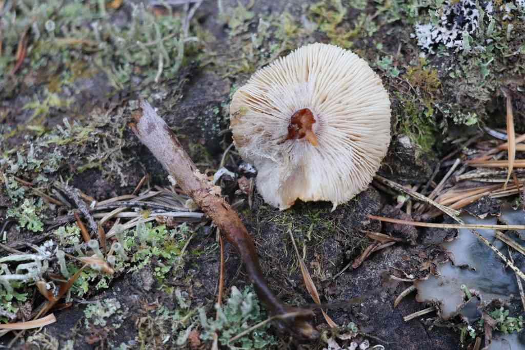 Earthy powdercap (Cystoderma amianthinum) thumbnail 2