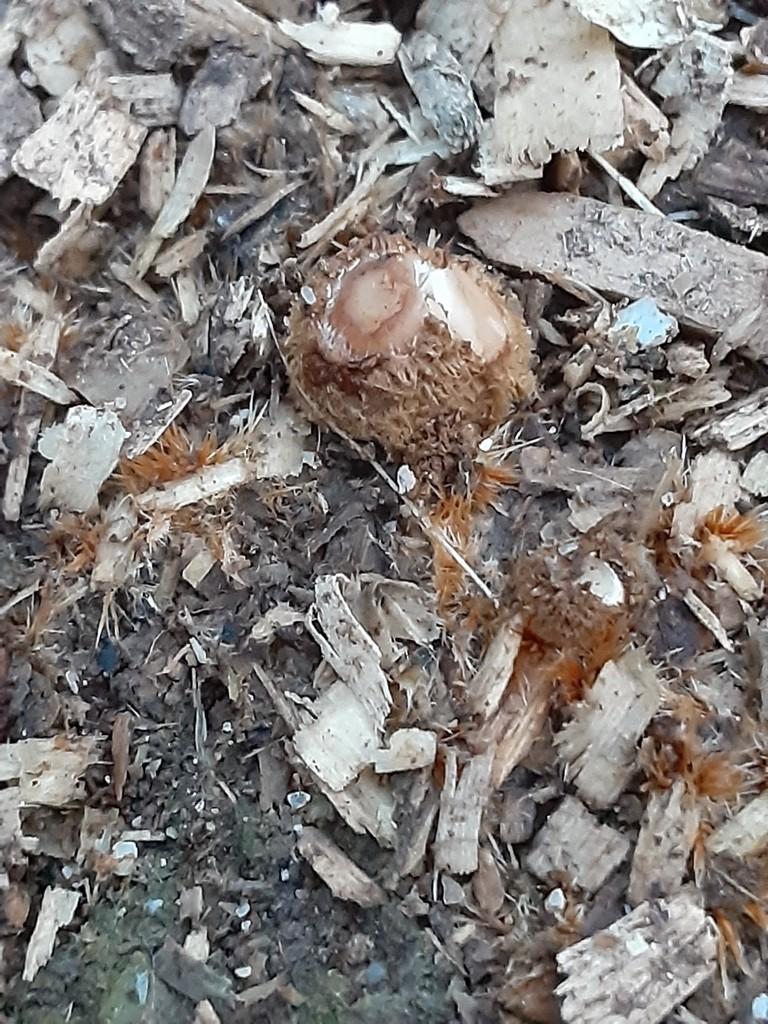 Firerug inkcap thumbnail 2