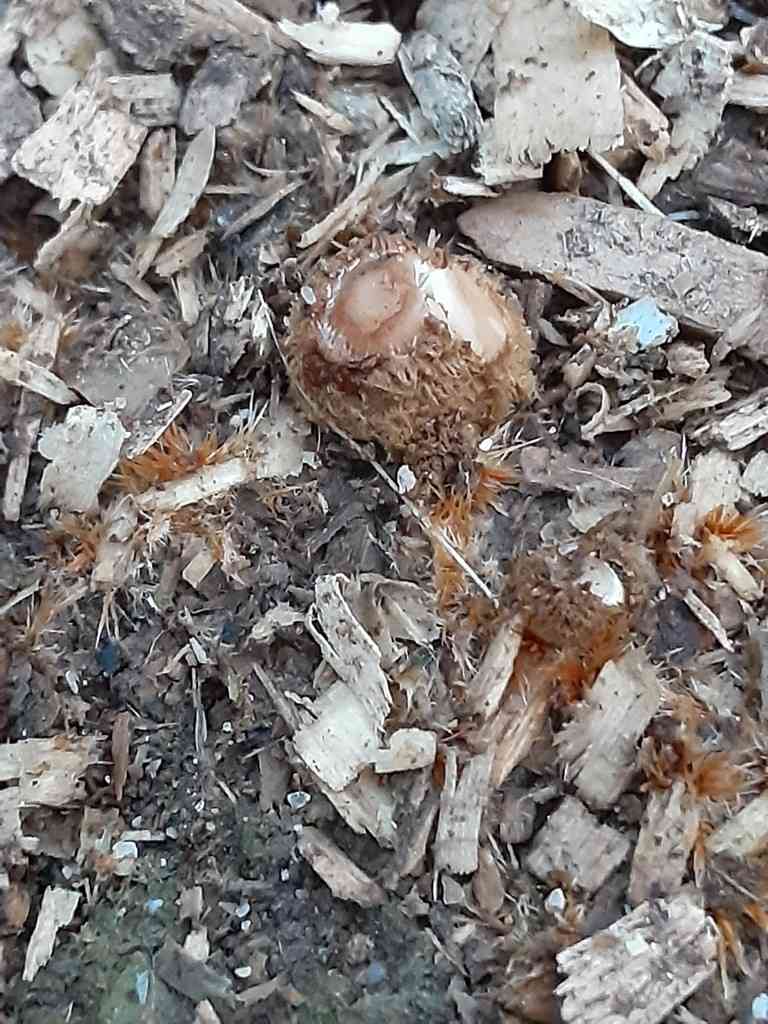 Firerug inkcap (Coprinellus domesticus) thumbnail 2