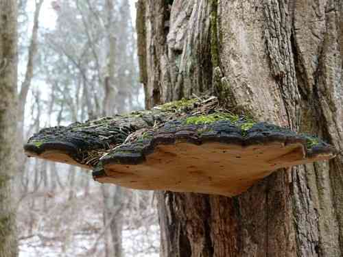 Cracked cap polypore (Phellinus robiniae) thumbnail 2