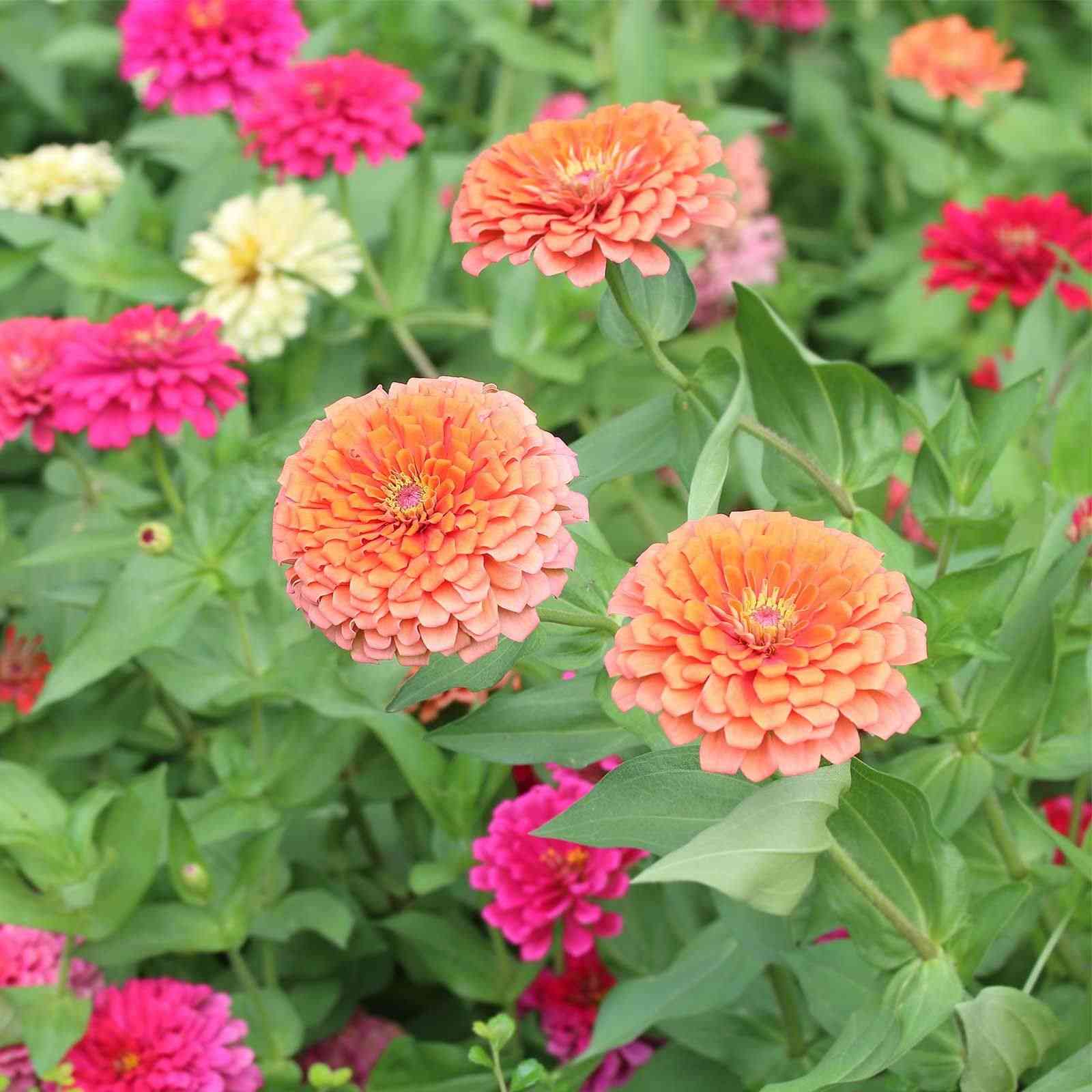 Common zinnia