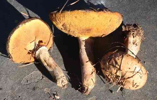 Slippery jack (Suillus luteus) thumbnail 3