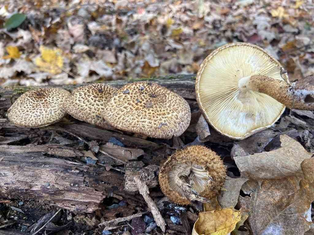 Decorated pholiota (Leucopholiota decorosa) thumbnail 3