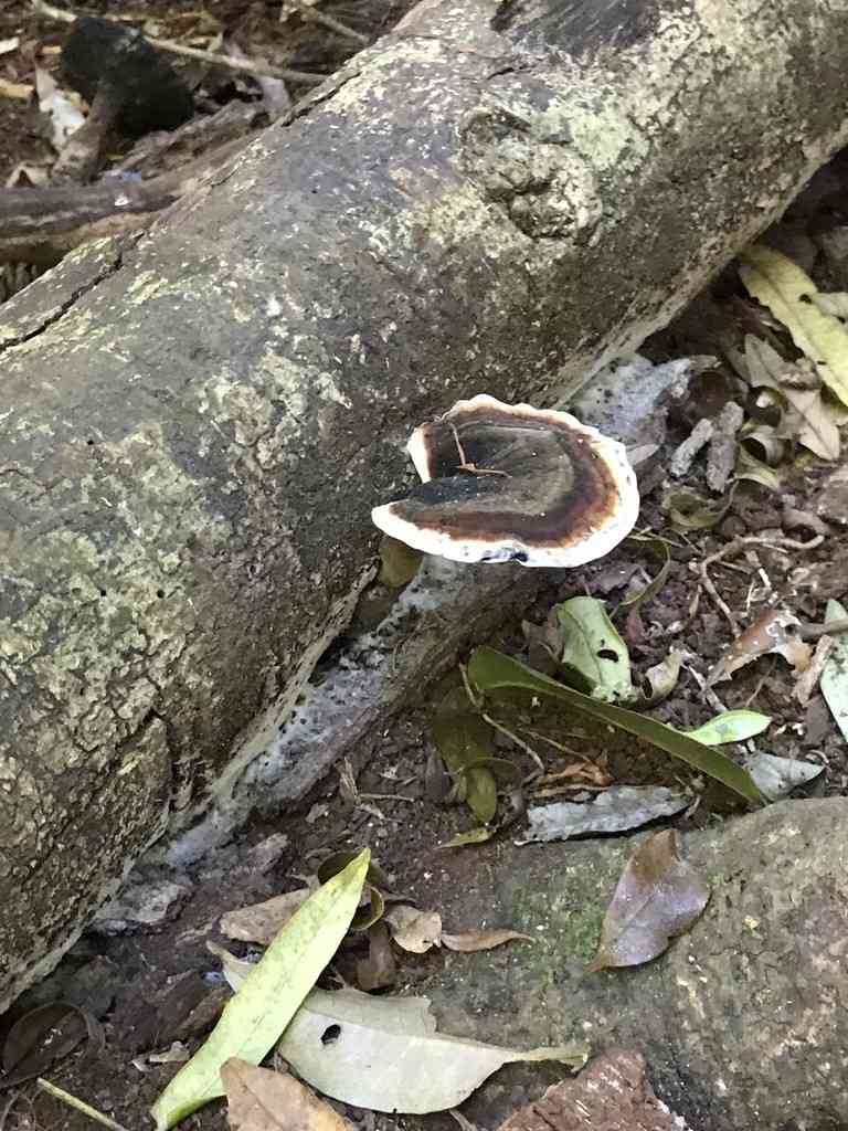 Amauroderma rugosum (Amauroderma rugosum) thumbnail 3