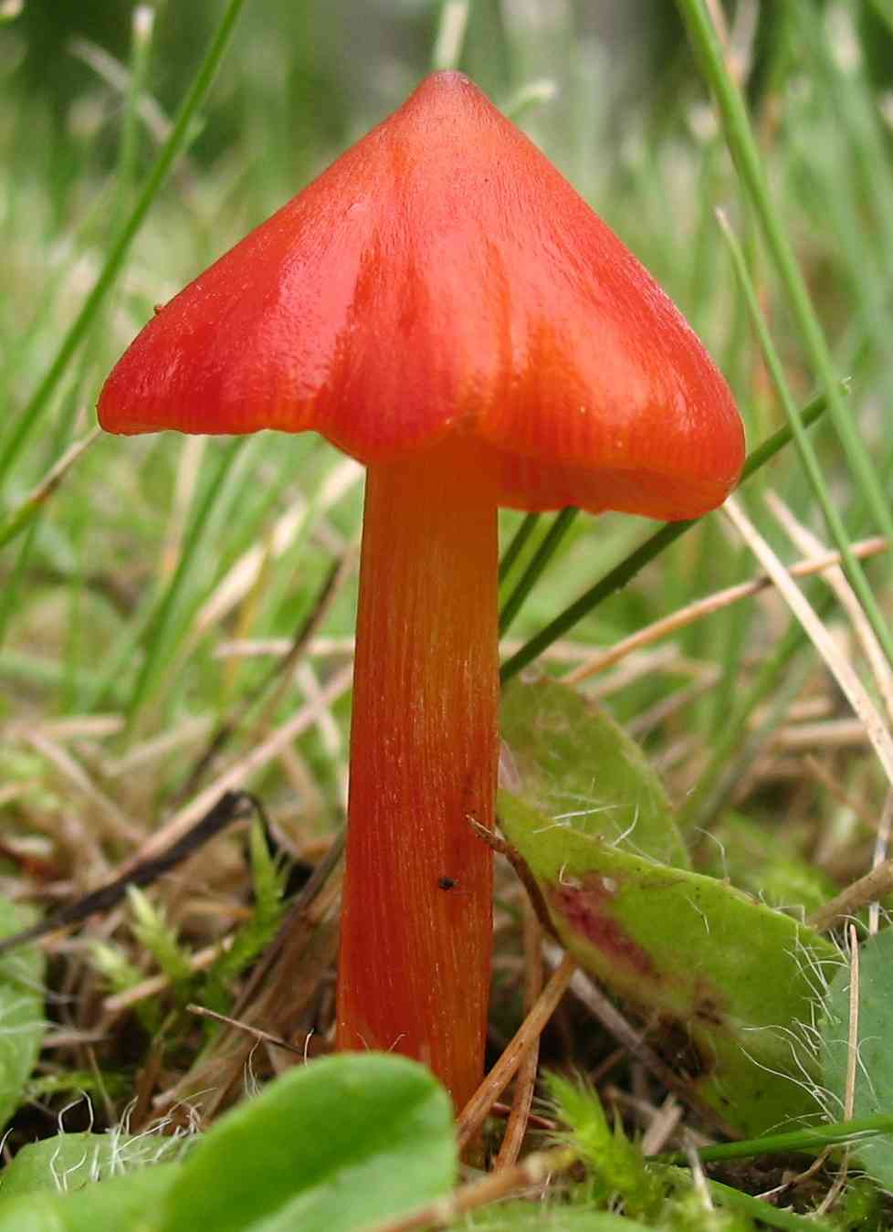 Witch's hat