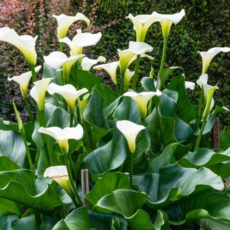 Calla lily