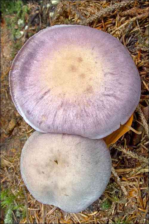 Goatcheese webcap (Cortinarius camphoratus) thumbnail 2