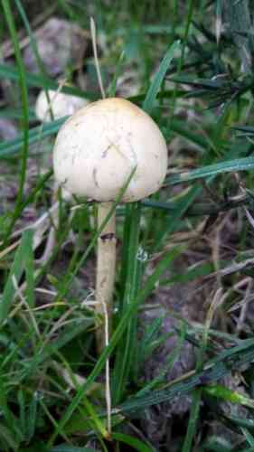 Dung roundhead (Protostropharia semiglobata) thumbnail 2