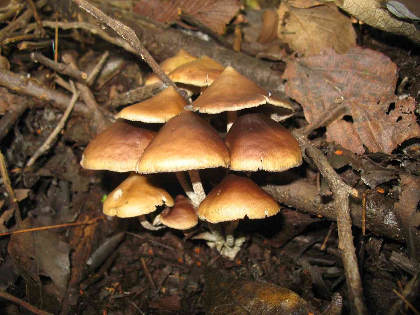 Psilocybe fasciata (Psilocybe fasciata) thumbnail 2