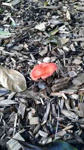 Redlead roundhead (Leratiomyces ceres) thumbnail 3