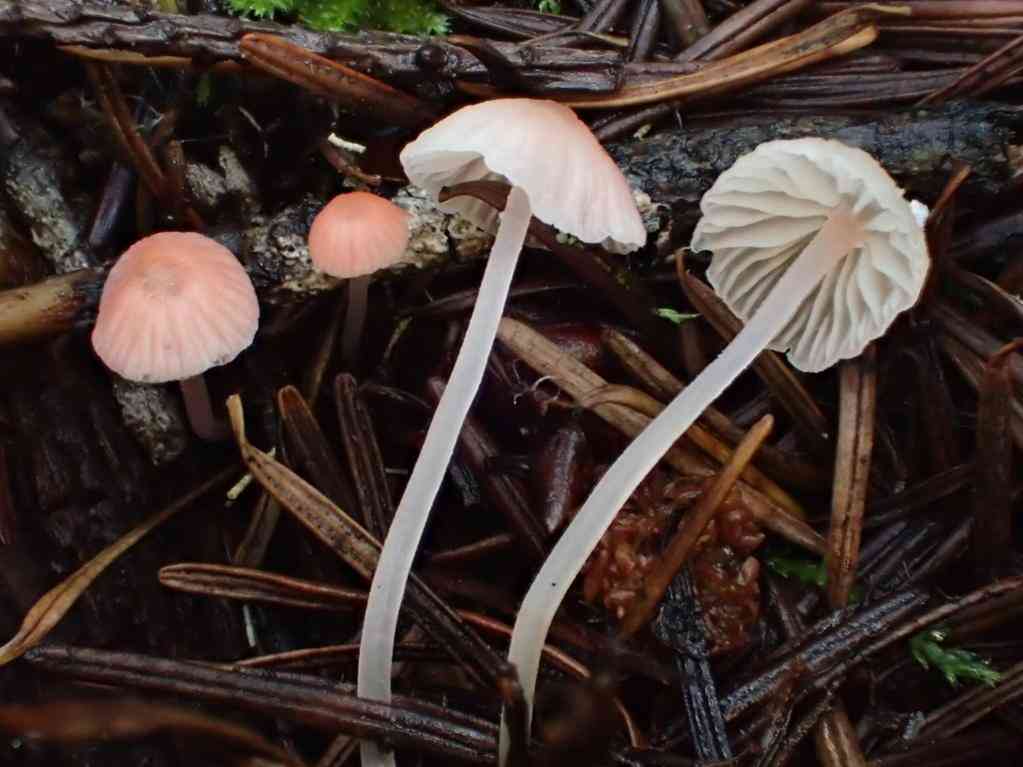 Scarlet bonnet