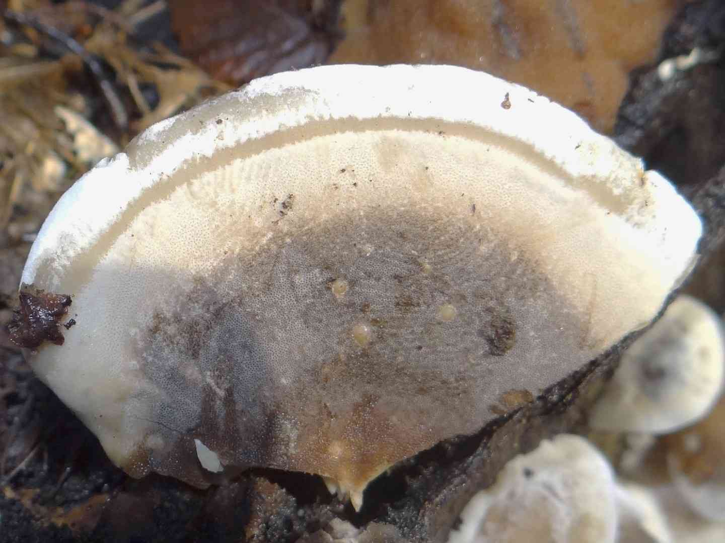 Big smoky bracket (Bjerkandera fumosa) thumbnail 3