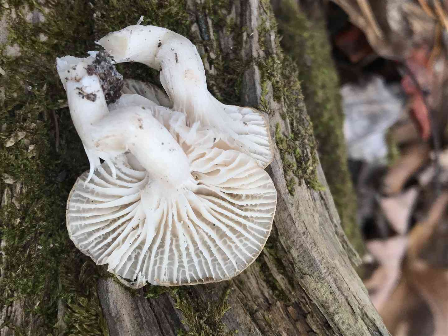 Snowy waxcap (Cuphophyllus virgineus) thumbnail 2