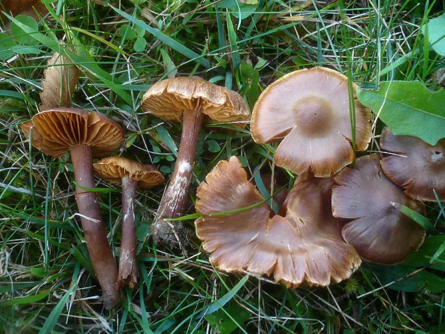 Earthy webcap (Cortinarius hinnuleus) thumbnail 2