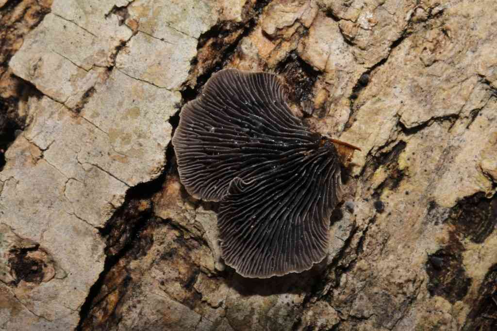 Smoked oysterling (Resupinatus applicatus) thumbnail 2