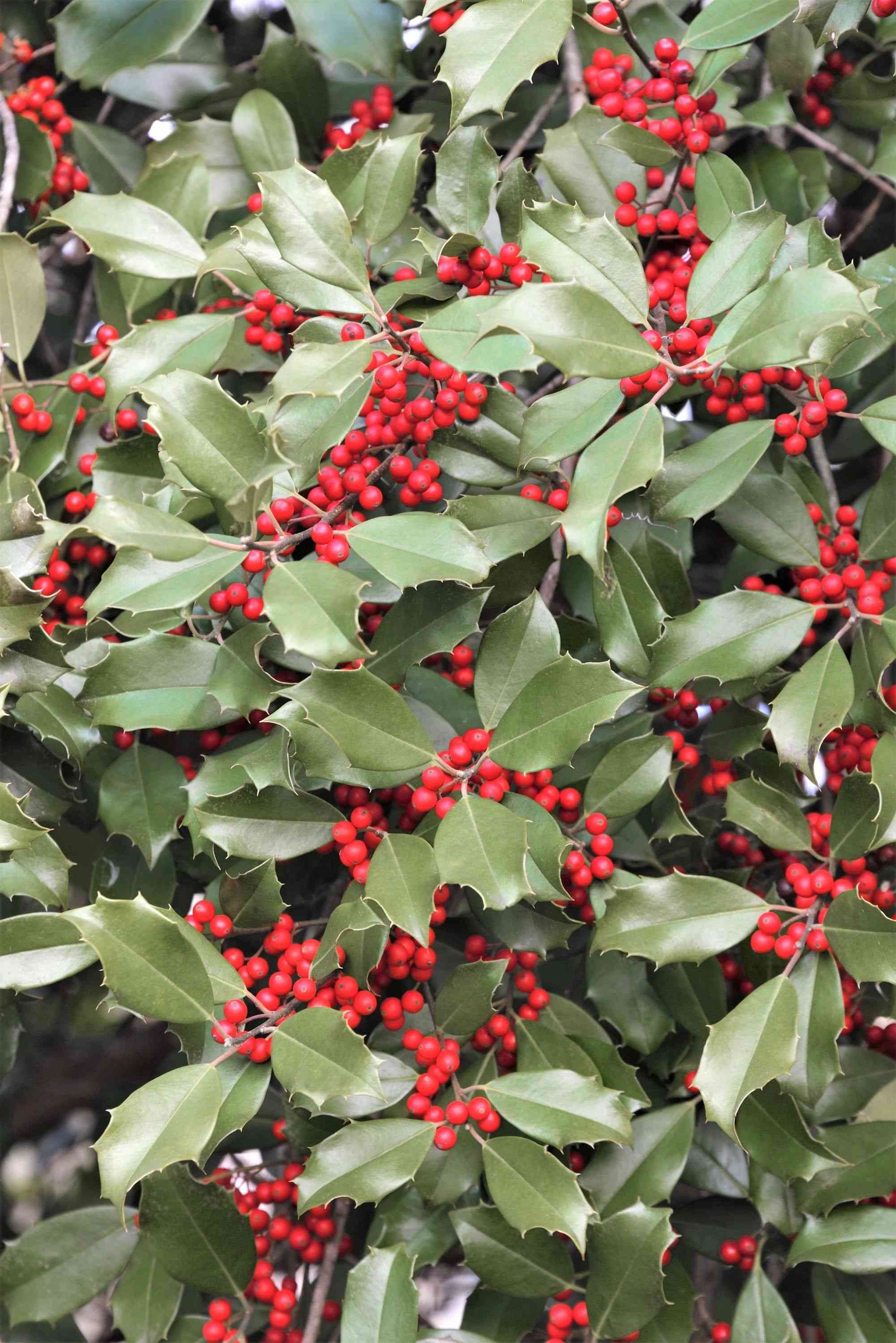 American holly