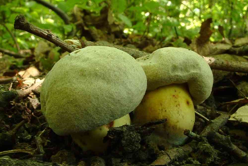 Rooting bolete (Caloboletus radicans) thumbnail 3