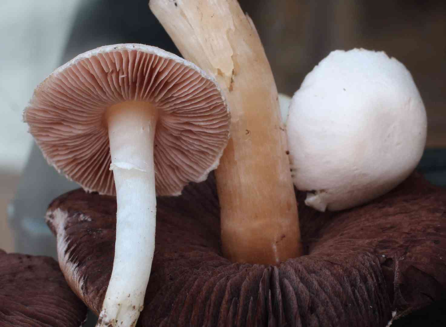 Ornamented mushroom (Agaricus comtulus) thumbnail 3