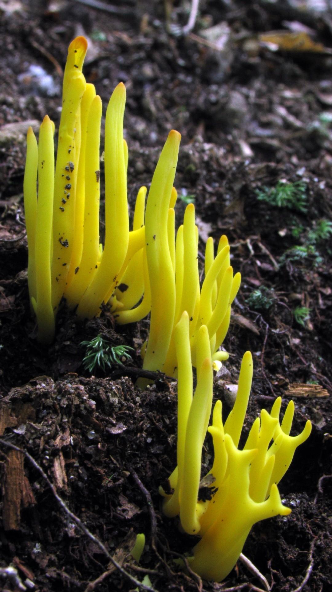 Golden spindles thumbnail 2