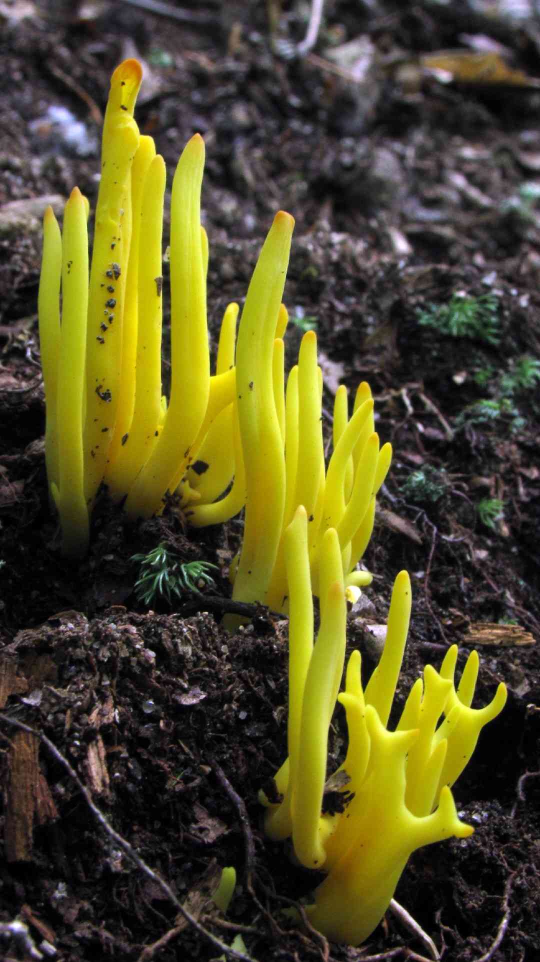 Golden spindles (Clavulinopsis fusiformis) thumbnail 2