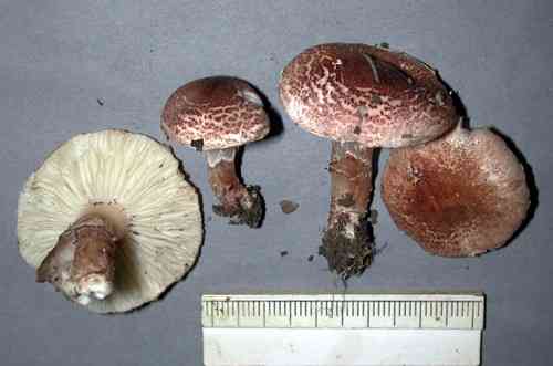 Fatal dapperling (Lepiota subincarnata) thumbnail 3