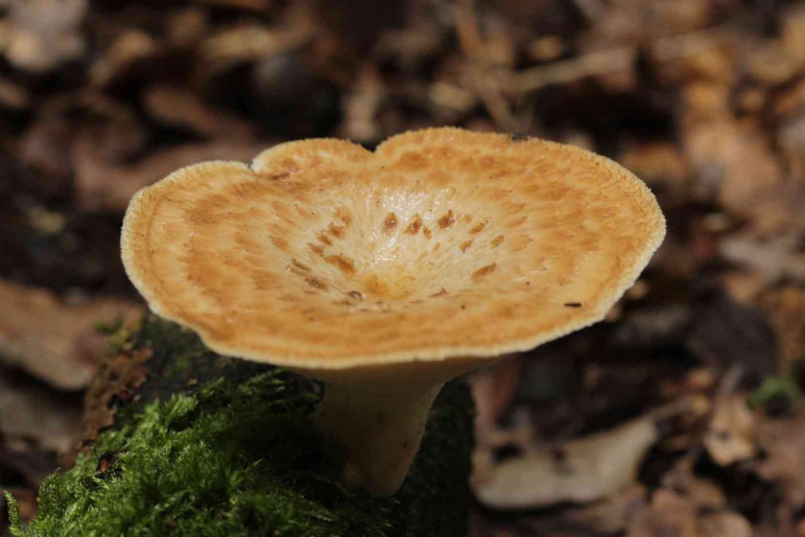 Tuberous polypore