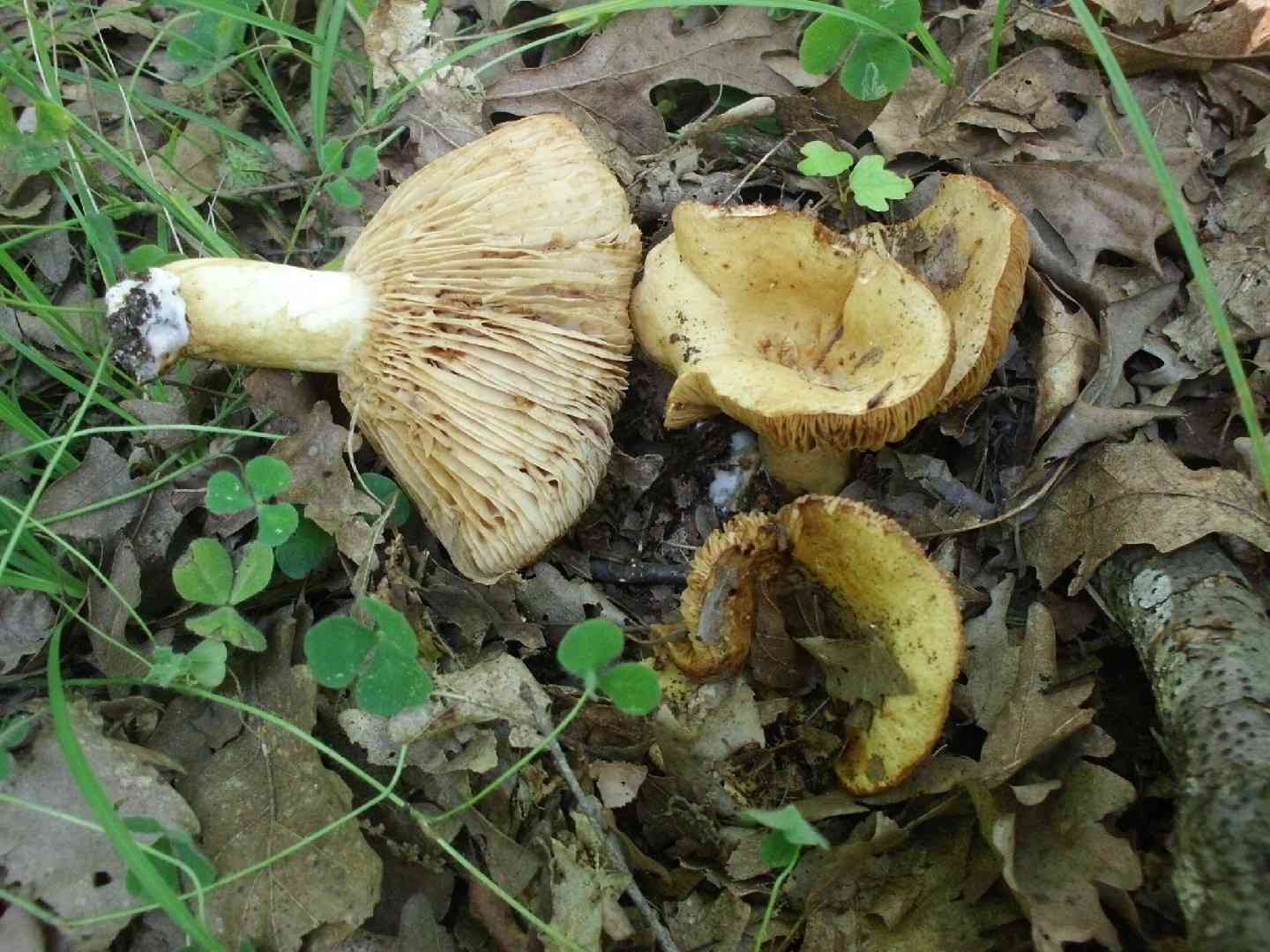 Two spored milkcap (Lactarius acerrimus) thumbnail 2