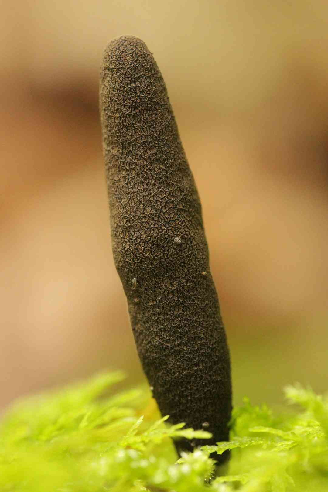 Dead moll's fingers (Xylaria longipes) thumbnail 2