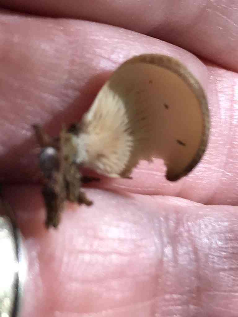 Hohenbuehelia angustata (Hohenbuehelia angustata) thumbnail 1