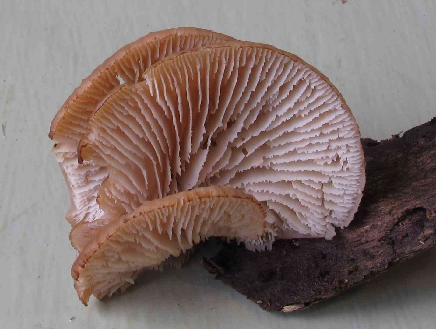 Lentinellus flabelliformis (Lentinellus flabelliformis) thumbnail 1