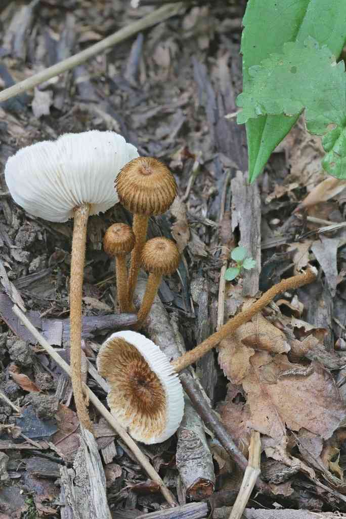 Aoned-cap collybia