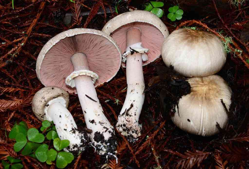 Felt-ringed agaricus (Agaricus hondensis) thumbnail 1