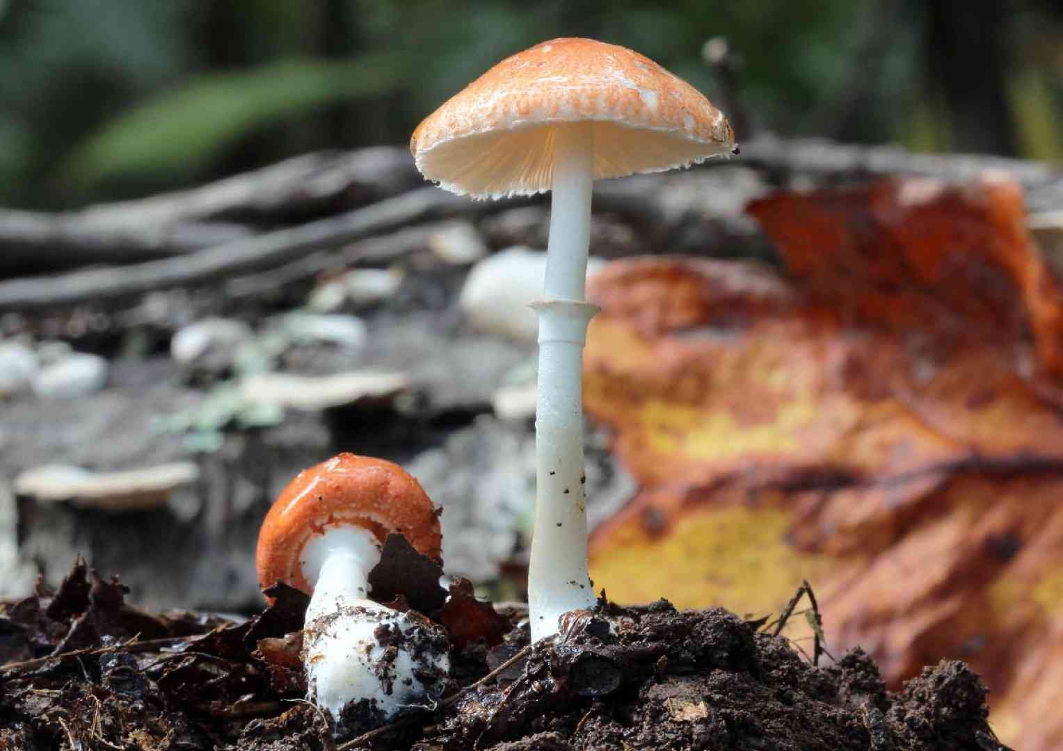 Red-tinged daperling (Leucoagaricus rubrotinctus) thumbnail 1