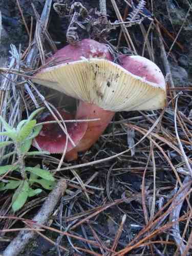 Primrose brittlegill (Russula sardonia) thumbnail 3