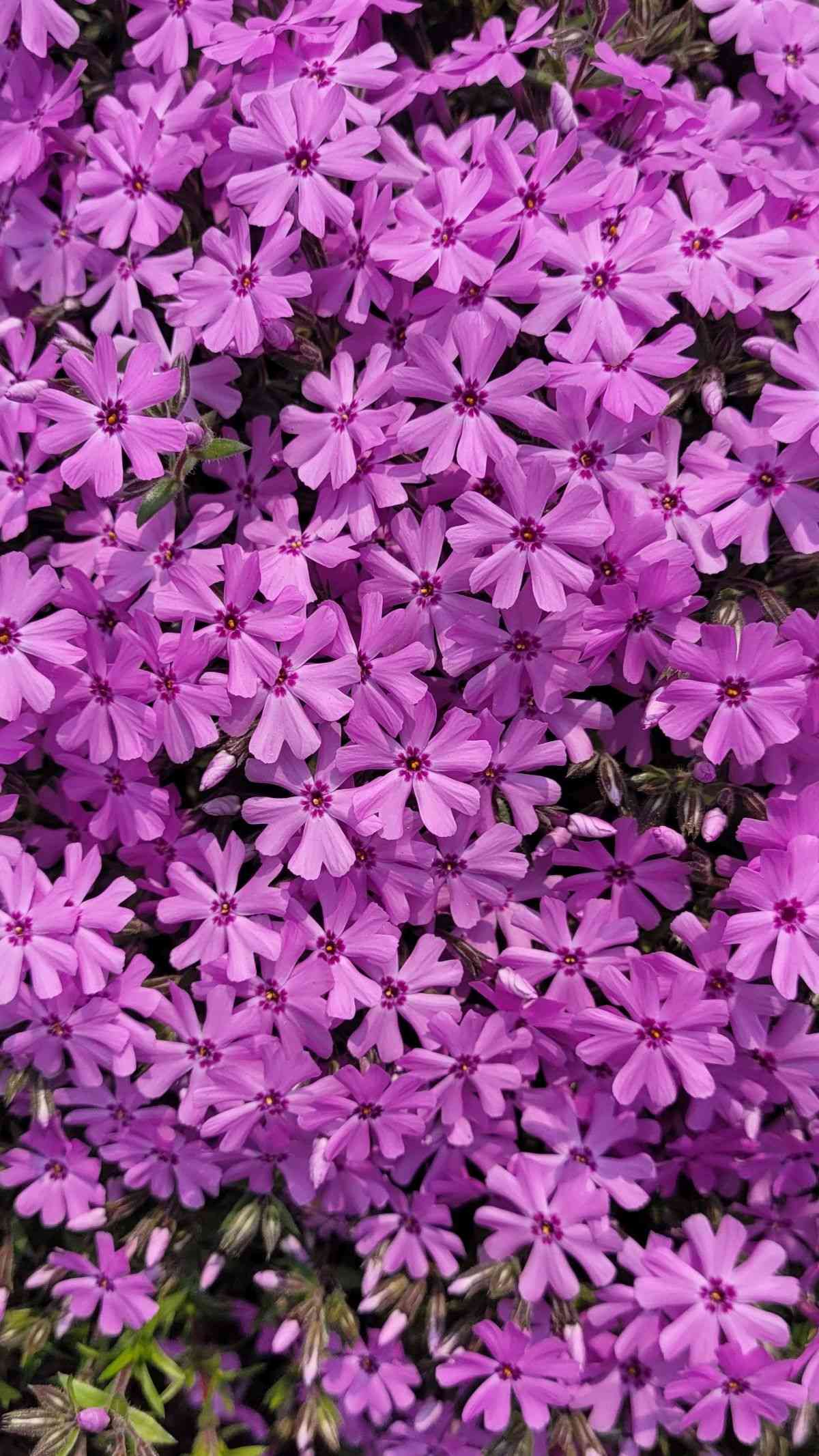 Creeping phlox