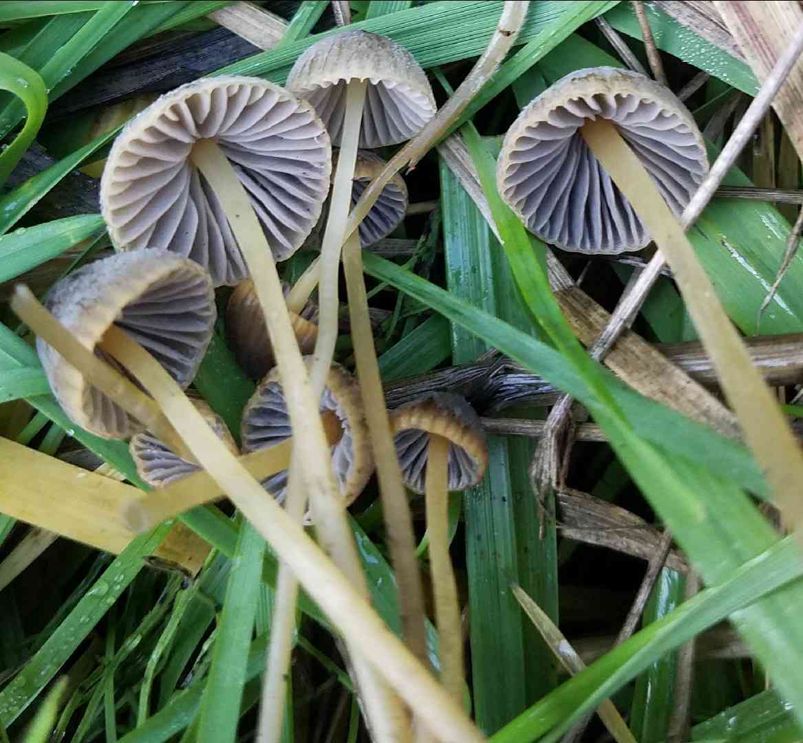 Brownedge bonnet (Mycena olivaceomarginata) thumbnail 3