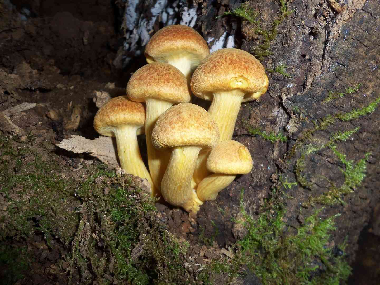 Jumbo gym