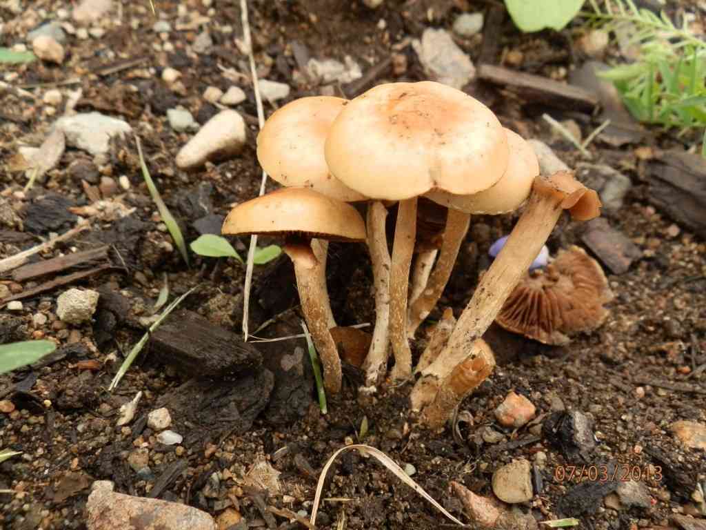 Common fieldcap (Agrocybe pediades) thumbnail 2